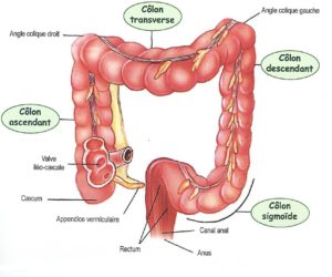 L'intestin - Stéphanie PINOT